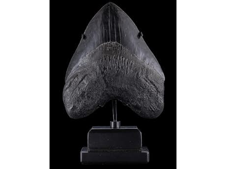 Kleine Skulptur mit Megalodon-Zahn
